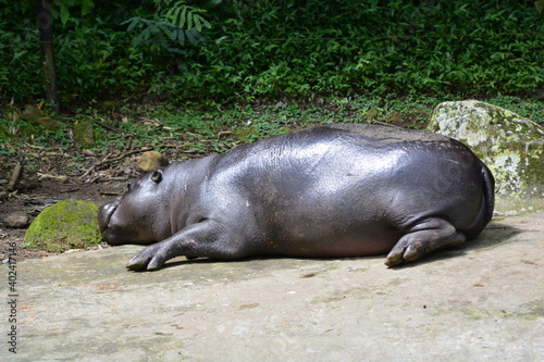 The pygmy hippopotamus, Choeropsis liberiensis or Hexaprotodon liberiensis, is a small hippopotamid