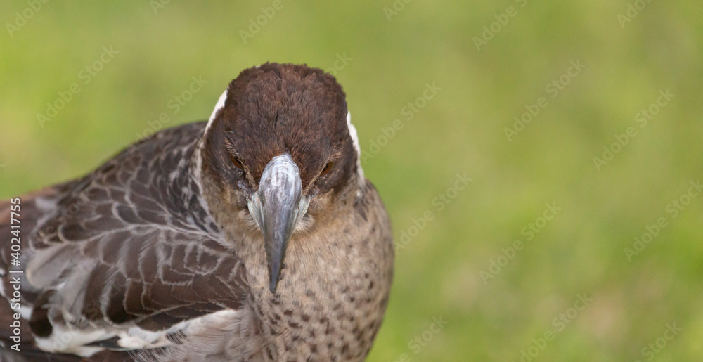 Close-up of Head and Beak of an Australian Magpie (Gymnorhina tibicen) seen in Albany in Western Australia Close-up of Head and Beak of an Australian Magpie (Gymnorhina tibicen) seen in Albany in Western Australia