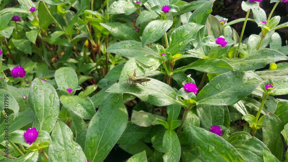 Grasshopper on the leave