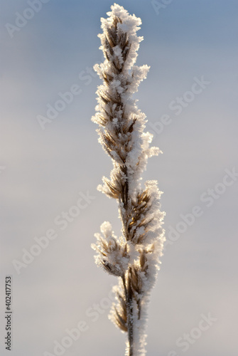 Backlit frozen plant in the winter