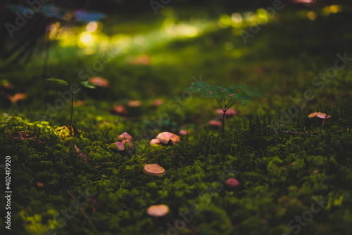 flowers in the grass