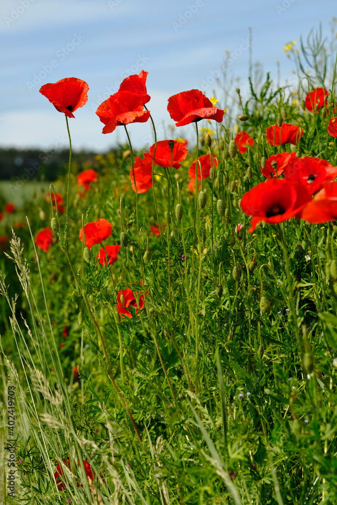 Obraz premium Mohnfelder im Abendlicht