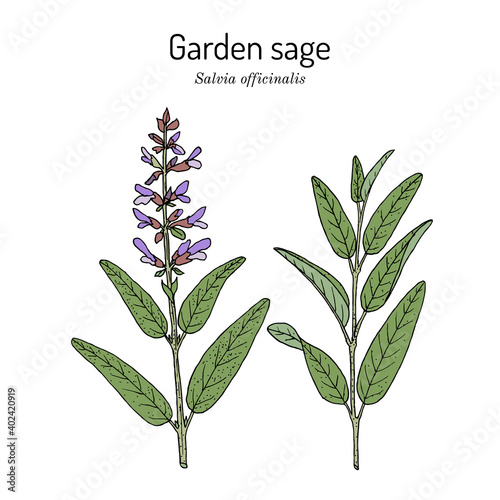 Garden sage Salvia officinalis , medicinal plant