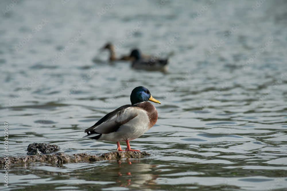 Nice young duck swiming on lake water in wild nature Nice young duck swiming on lake water in wild nature