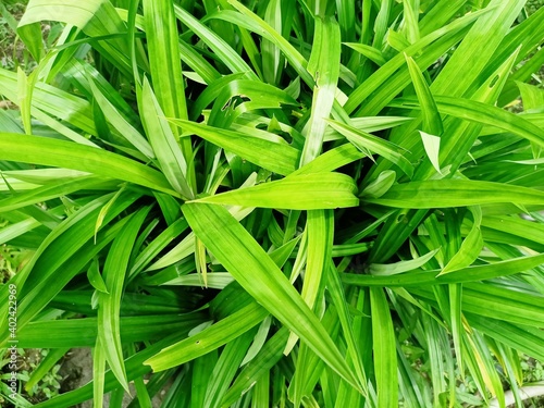 close up of grass