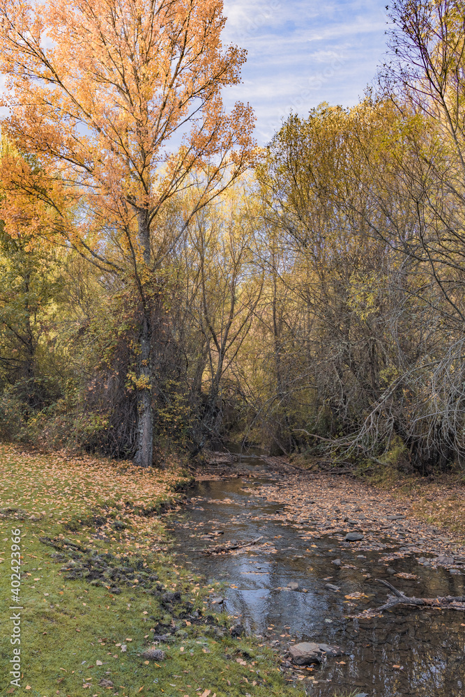 mountain river with fallen leaves in autumn and trees with yellow tones and blue sky