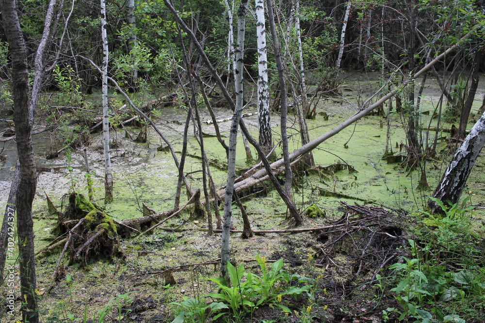 Obraz premium swampy pond with mud in the swamp quagmire in the impenetrable forest