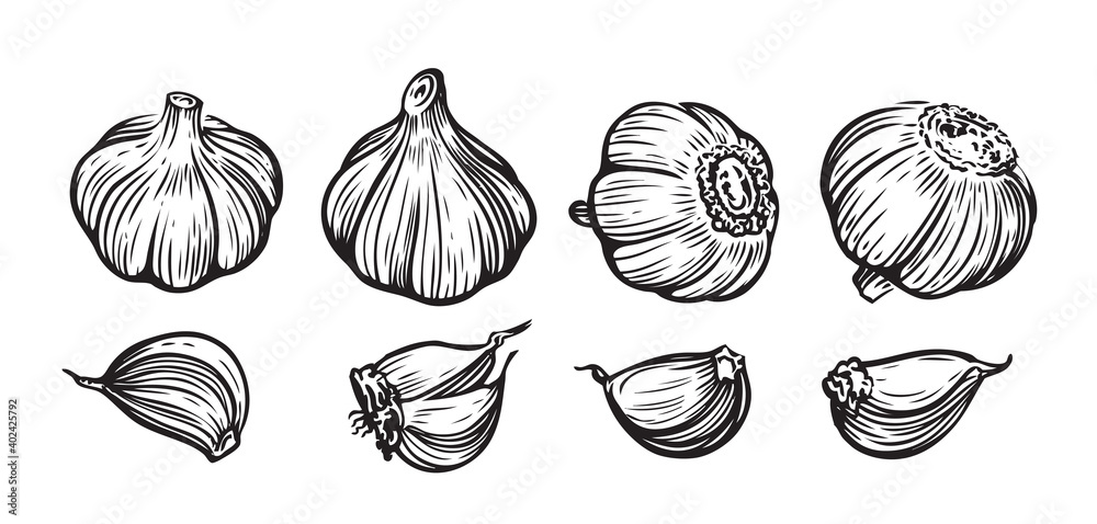 Garlic hand drawn vector illustration set. Vegetable, food, sliced pieces Garlic hand drawn vector illustration set. Vegetable, food, sliced pieces