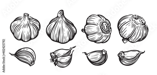 Garlic hand drawn vector illustration set. Vegetable, food, sliced pieces