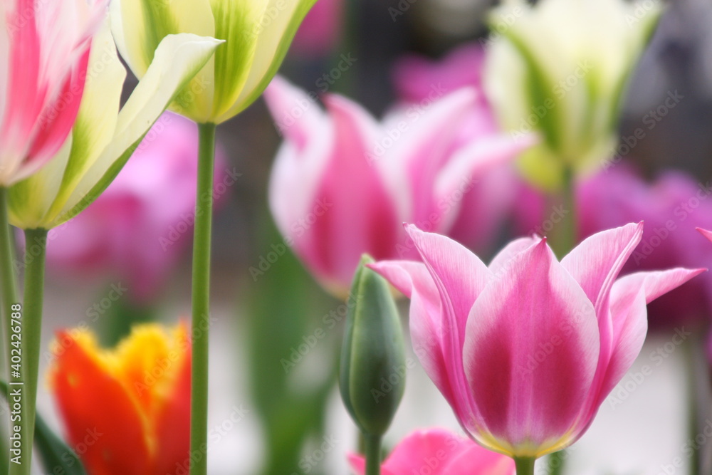 Naklejka premium 色とりどりのチューリップ