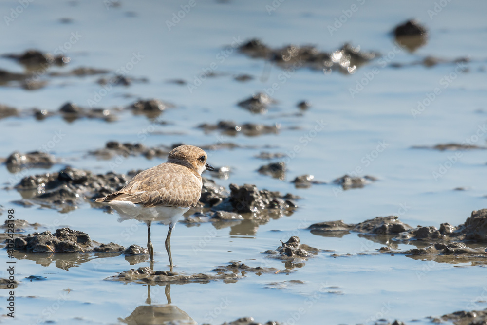 Kentish Plover or Charadrius alexandrinus Kentish Plover or Charadrius alexandrinus