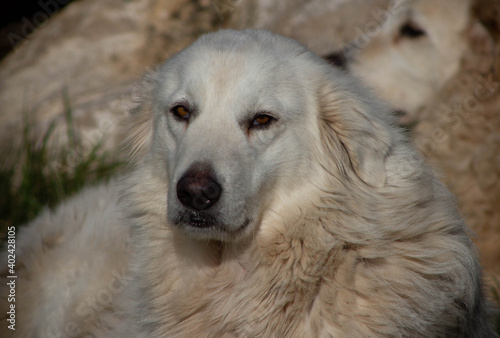 White Italian dog with sleepy eyes , Dog laying on the garden ,Animal lovers ,Wildlife ,white Italian shepherd. © Raksanstudio