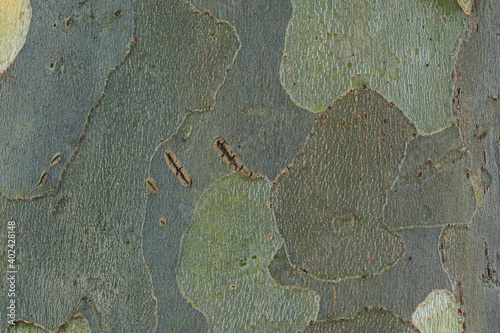 Khaki-like bark of plane tree closeup. Platanus platan tree texture