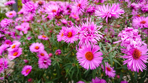 Beautiful glade with pink colors Symphyotrichum novae-angliae