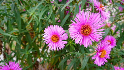 Beautiful glade with pink colors Symphyotrichum novae-angliae