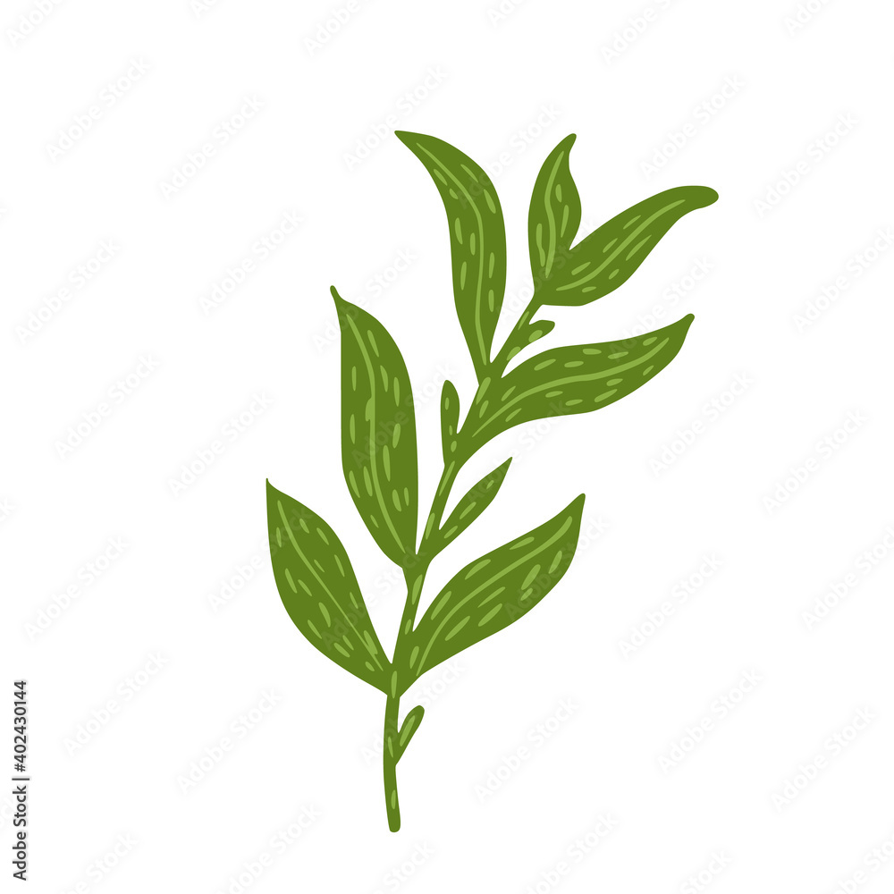 Twig with leaves isolated on white background. Sketch botanical plant. Twig with leaves isolated on white background. Sketch botanical plant.