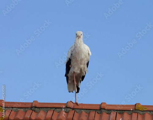 Stork sitting on a rooftop, light blue sky