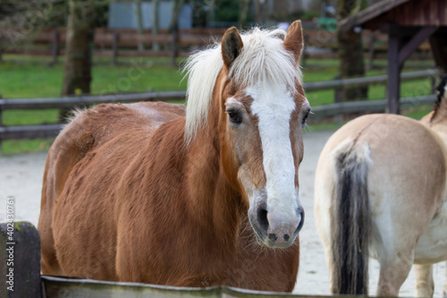 Haflinger (close-up) with Fjord horse in the background © simonmuß