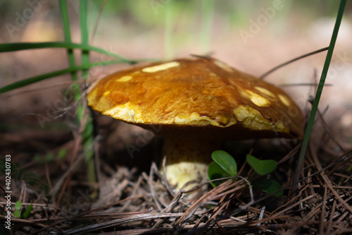 Boletus edulis (cep, penny bun, porcino or porcini) wild mushroom in natural environment