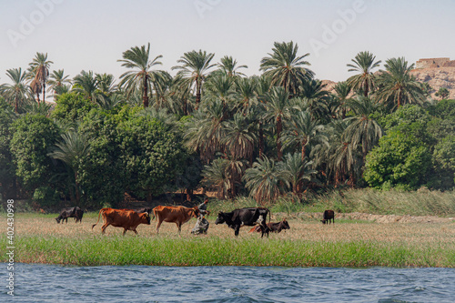 Fotografía Young farmer along the nile river in Assouan, Egypt with livestock eating grass