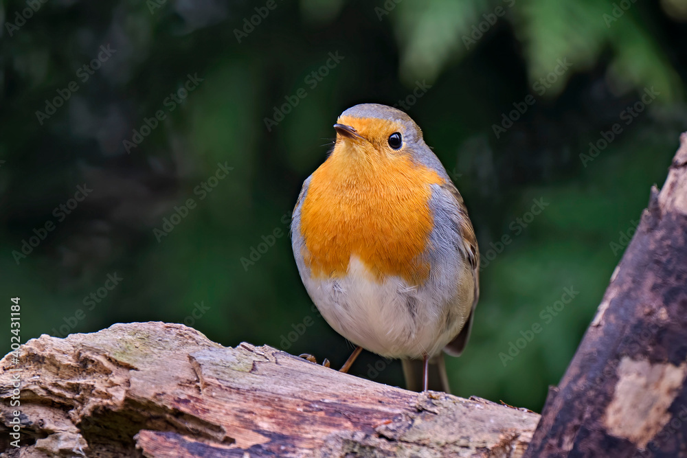 Rotkehlchen ( Erithacus rubecula ). Rotkehlchen ( Erithacus rubecula ).