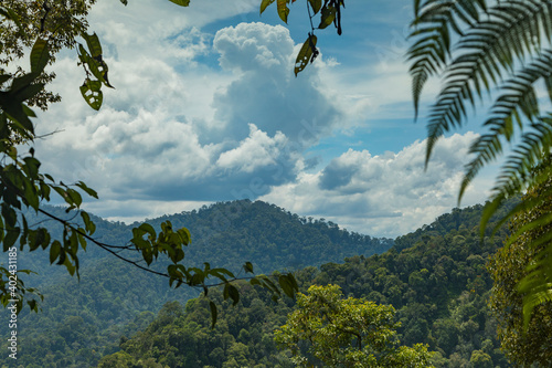 Jungle and trees of North Sumatra, in Gunung Leuser National Park, in a hot, wet and windy day, surrounded by little bees flying everywhere.