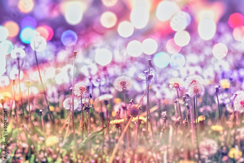 Dendelion blow ball, dandelion seeds and dandelion flower in meadow