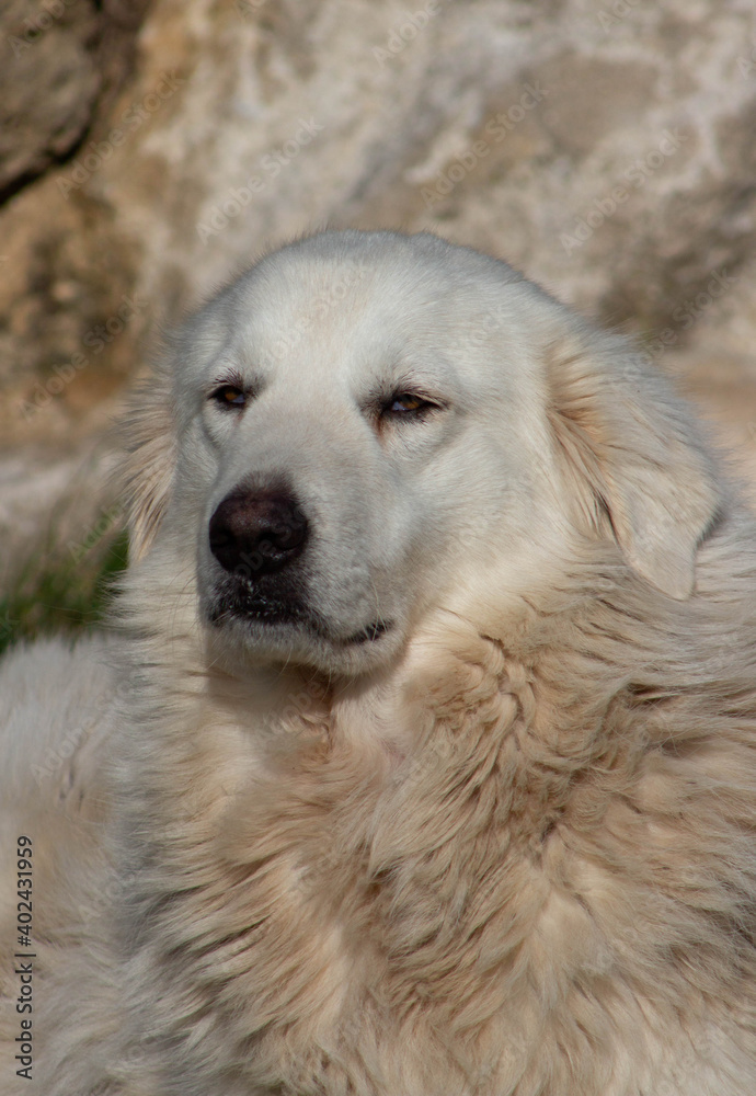 White Italian dog with sleepy eyes , Dog laying on the garden ,Animal lovers ,Wildlife ,white Italian shepherd.