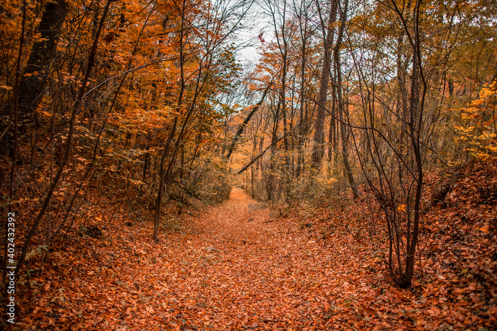 Obraz premium autumn