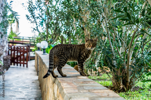 Cats at Cyprus