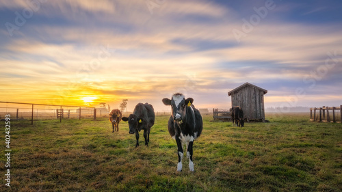 Cows at a Dairy Ranch Under the Sunset