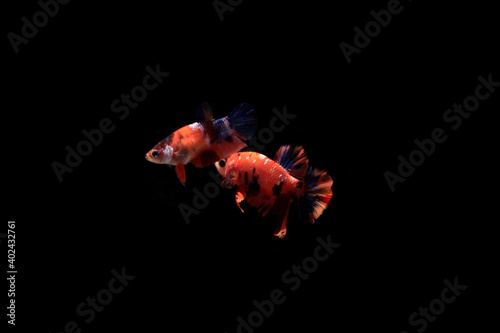 A Couple of Beautiful Orange Nemo Cupang or Betta or Siamese Fighting fish, at Black background 