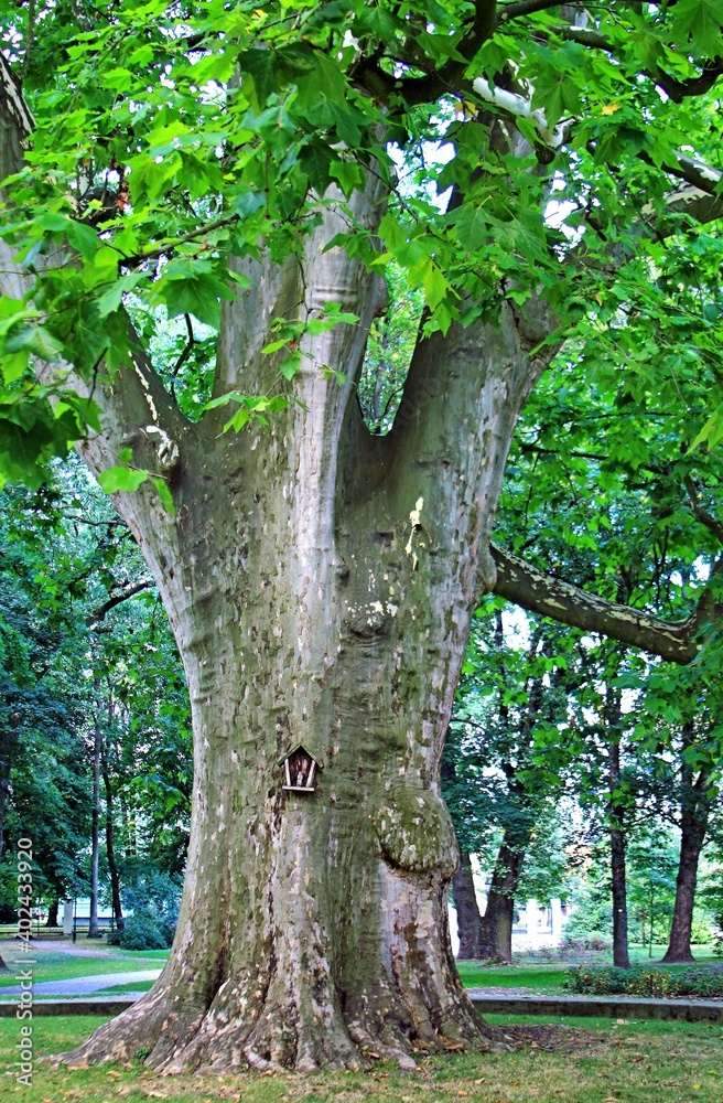 Fototapeta premium Przeworsk , Zarzecze, Krzyże, Park