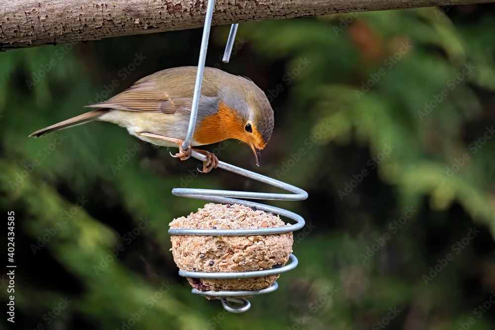 Naklejka premium Rotkehlchen ( Erithacus rubecula ).
