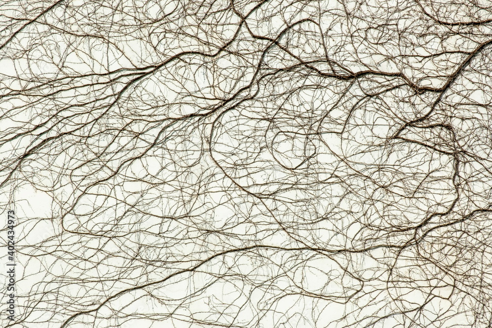 white wall with climbing plant roots white wall with climbing plant roots