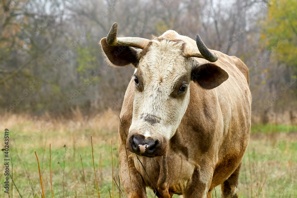 cow, animal, farm, grass, agriculture, field, brown, calf, horse, horse, beef, meadow, bull, green, rural, white, pasture, livestock, goat, horns, nature, dairy products, summer, milk , cattle, up-clo