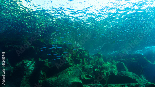 School of Barracudas in beautiful underwater landscape