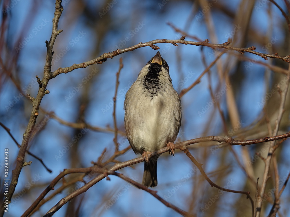 male house sparrow (Passer domesticus) having a stretch male house sparrow (Passer domesticus) having a stretch