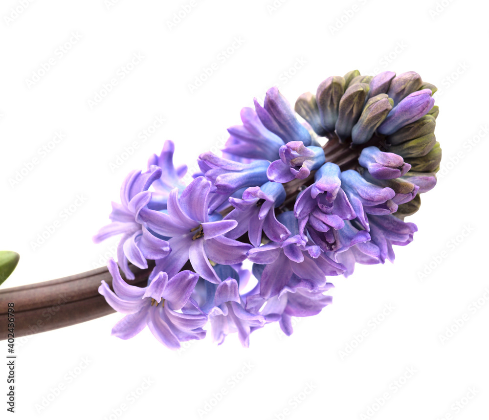 blue hyacinth flowering spike isolated on white, forced winter bulb blue hyacinth flowering spike isolated on white, forced winter bulb