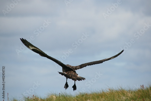 Bird of prey taking off from a cliff