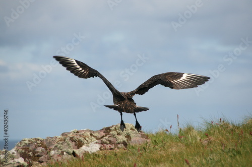 Bird of prey taking off from a cliff