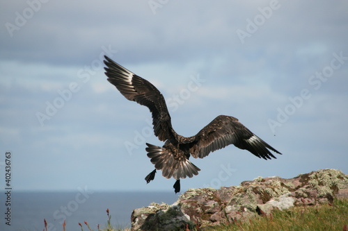 Bird of prey taking off from a cliff