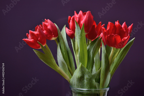 Bouquet of red tulips with leaves, close-up on a dark background