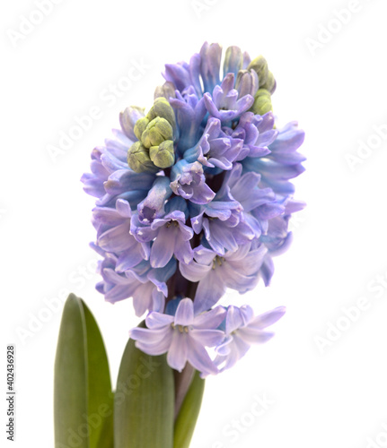 blue hyacinth flowering spike isolated on white  forced winter bulb