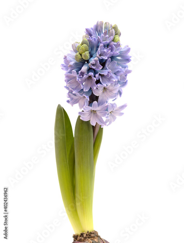 blue hyacinth flowering spike isolated on white, forced winter bulb