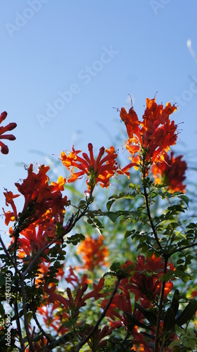 Caesalpinia flowers in the blue sky after rain
