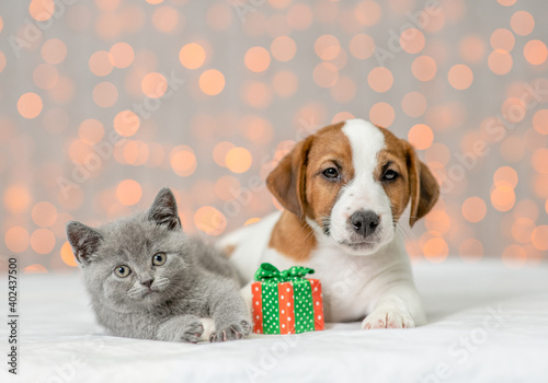 Kitten and Jack russell terrier puppy lying together with gift box on festive background