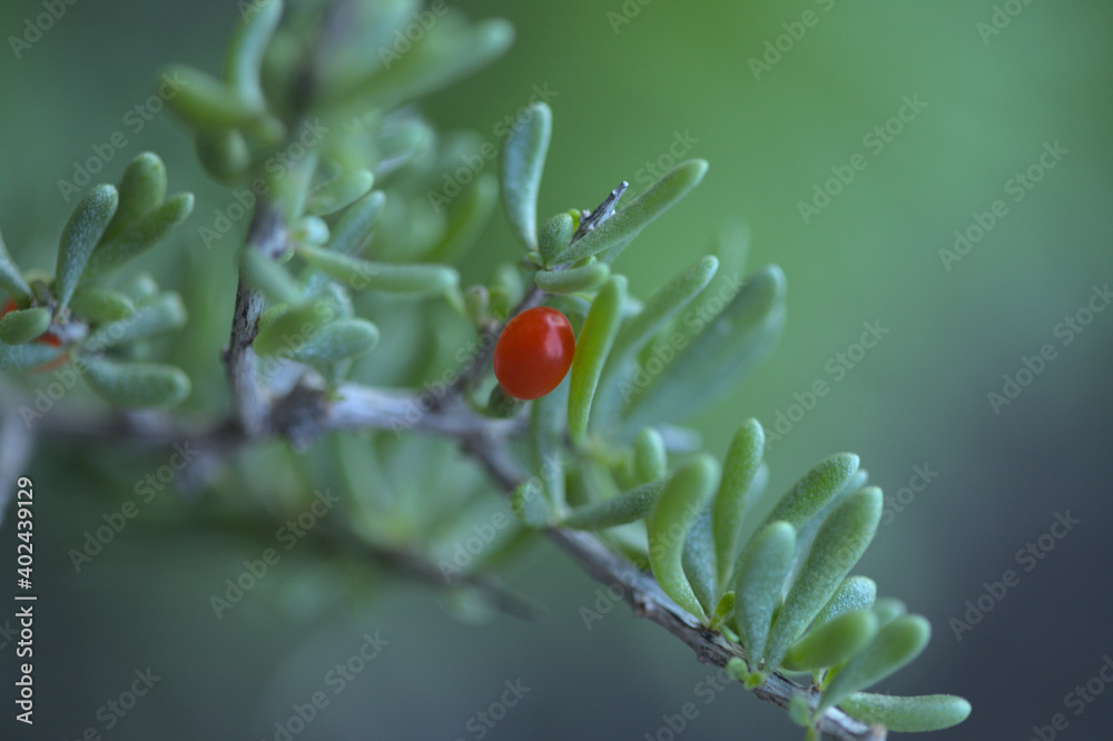 Obraz premium Flora of Gran Canaria - Lycium intricatum, sea box-thorn native to the Canary Islands