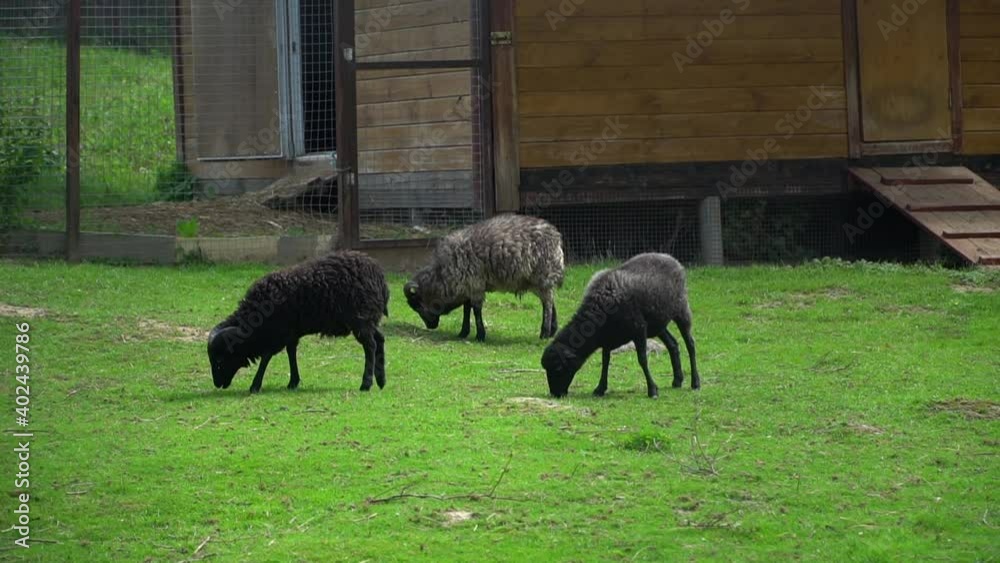 Black sheep graze on a lawn in the woods. Sheep eat hay. High quality FullHD footage Black sheep graze on a lawn in the woods. Sheep eat hay. High quality FullHD footage