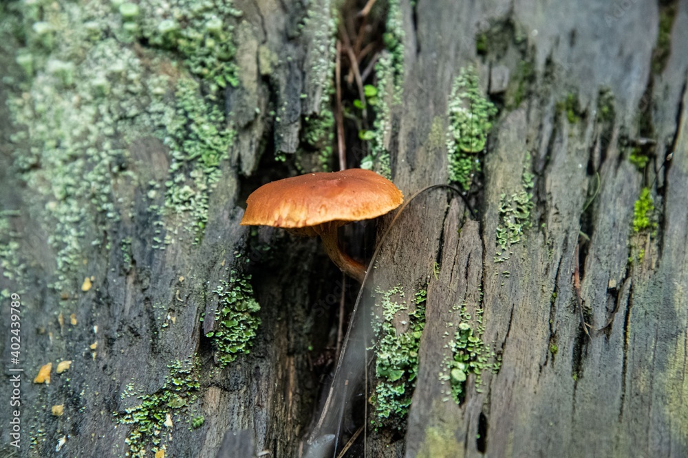 brown mushroom on a moss covered tree trunk brown mushroom on a moss covered tree trunk